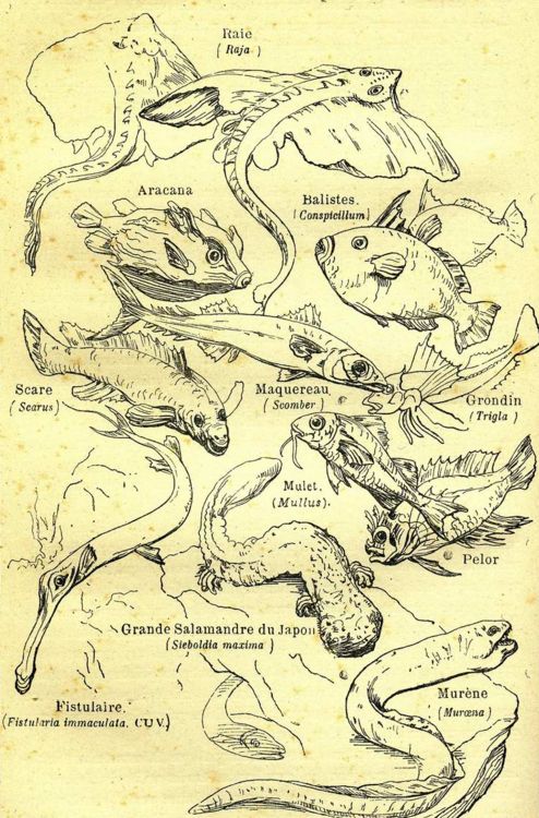 Peces marinos