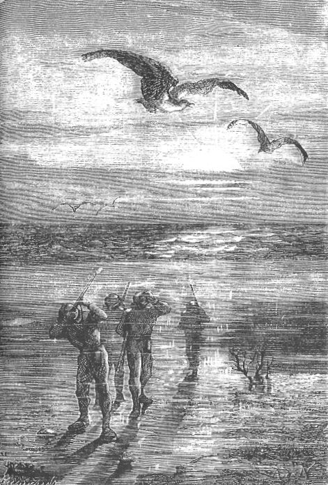 Meeresvögel