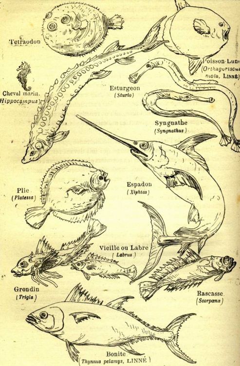 Marine fish