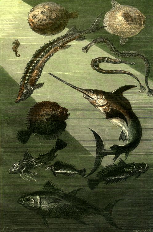 Marine fish