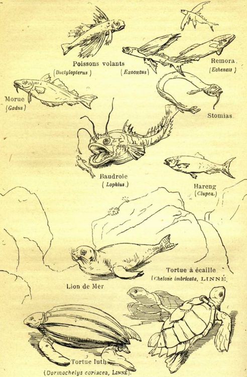 Marine fish
