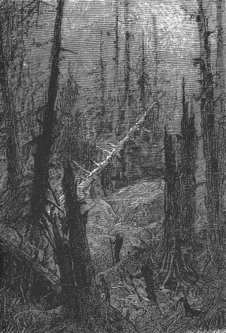 Una foresta sottomarina