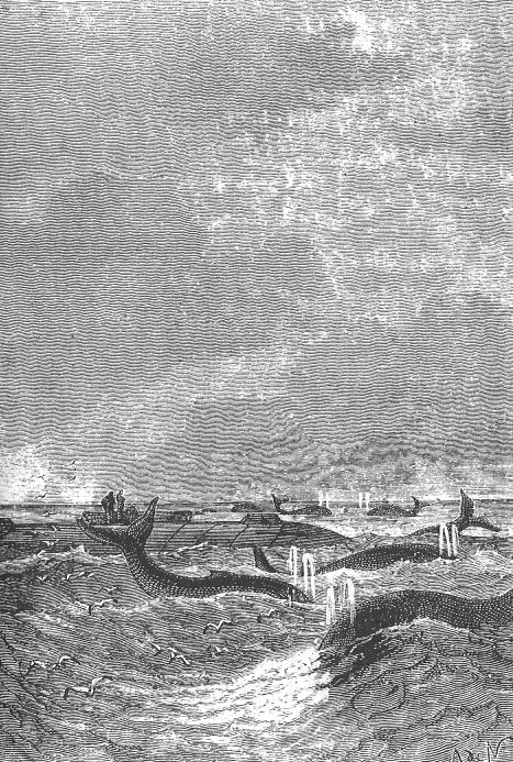 Whales at the surface