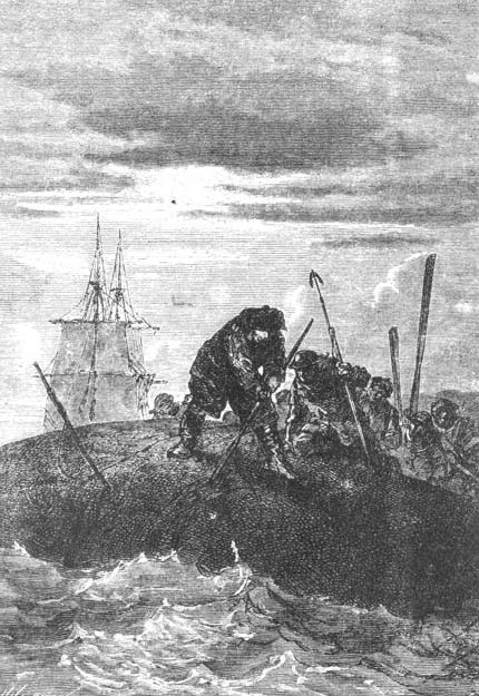 Collecting whale milk