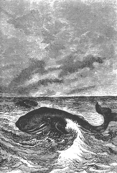 Sperm whales fighting baleen whales