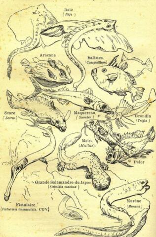 Marine fish