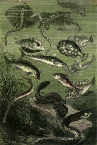 Marine fish