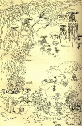 Life on the seabed