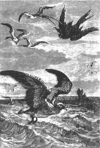 Seabirds