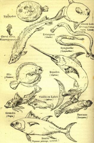 Marine fish