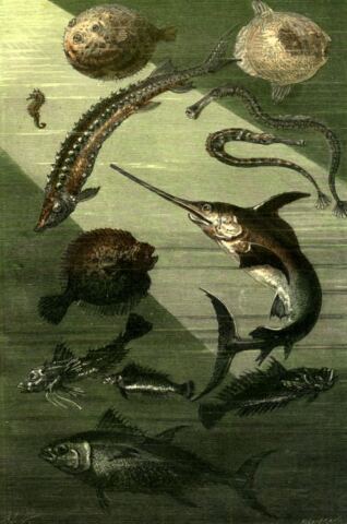 Marine fish