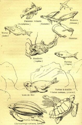 Marine fish