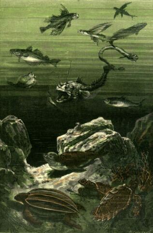 Marine fish