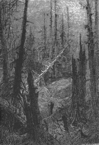 A submarine forest
