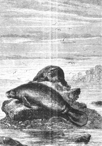 Manatees near the Amazon